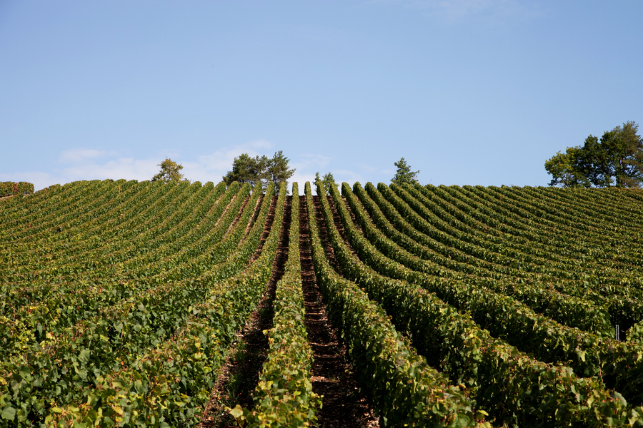 Les vignes