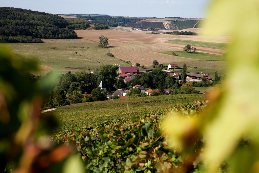 Les vignes