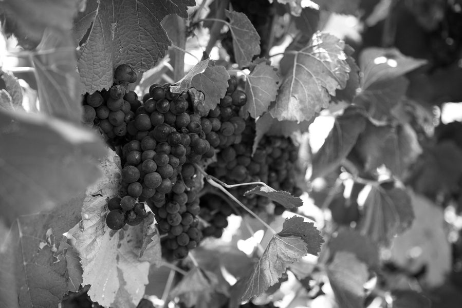 Les vignes